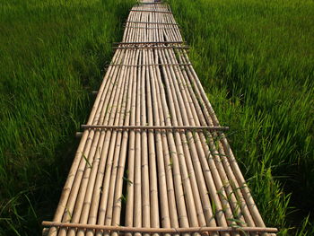 High angle view of bamboo on field