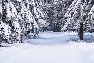 Trees on snow covered mountain