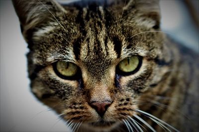 Close-up portrait of a cat