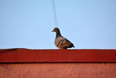 Bird perching on roof against clear sky