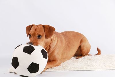 Close-up of dog playing with ball