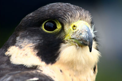 Close-up of eagle