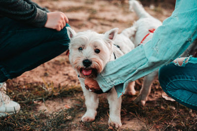 Low section of dog on field