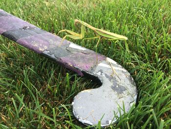 Close-up of grass on field