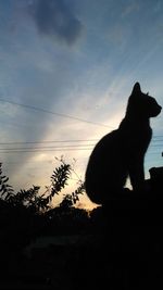 Silhouette cat against sky during sunset