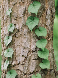 Close-up of ivy growing on tree trunk