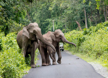 Elephant walking on road amidst trees