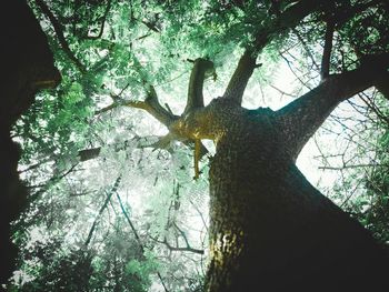 Low angle view of tree trunk in forest