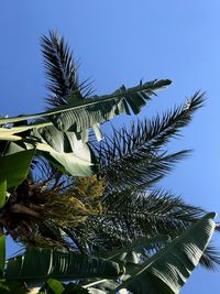 Low angle view of coconut palm tree against blue sky