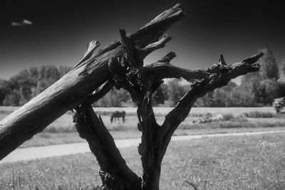 Close-up of tree on field against sky