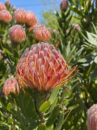 Close-up of red flowering plant