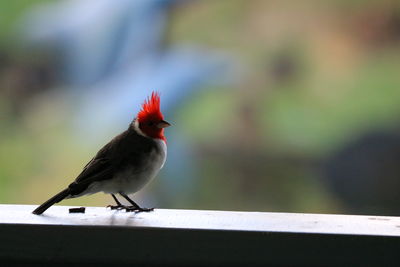 Close-up of bird perching on railing