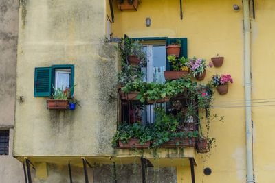 Potted plants on balcony of building