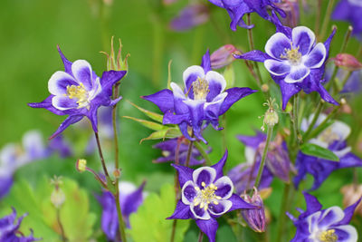 Close-up of purple flowering plants