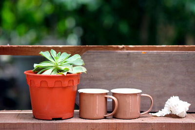 Close-up of potted plant on retaining wall