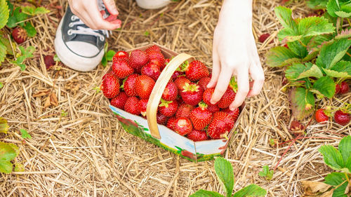 High angle view of strawberries