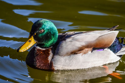 Close-up of mallard duck swimming in lake