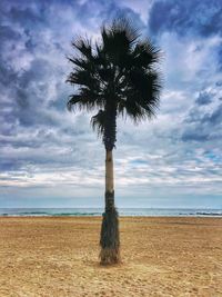 Tree on beach against sky