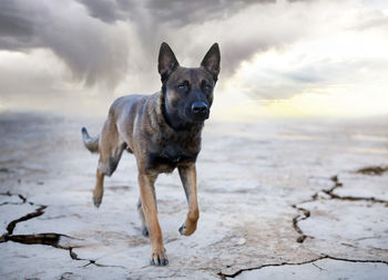 Portrait of dog standing on beach