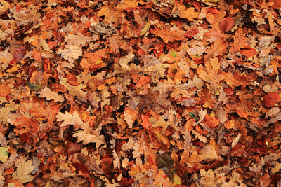 Full frame shot of autumn leaves