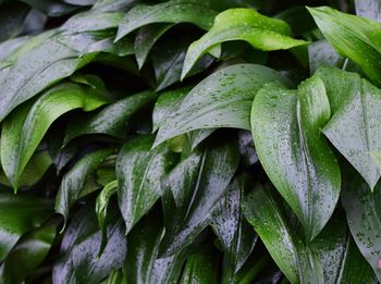 Full frame shot of wet leaves