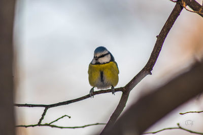 Close-up of bird perching on branch