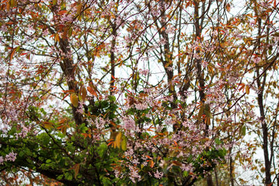 Low angle view of cherry blossom tree