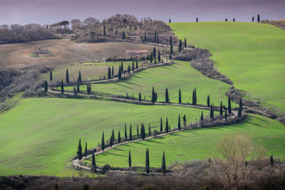 Scenic view of agricultural field