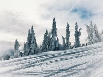 Pine trees on snow covered landscape against sky