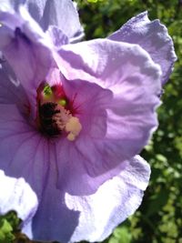 Close-up of bee pollinating on flower