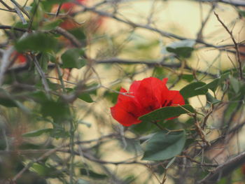 Close-up of red flowers blooming outdoors