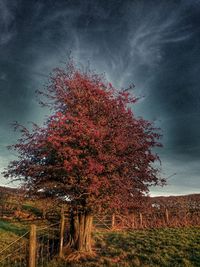 Red tree against sky