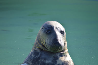 Close-up portrait of seal swimming in water