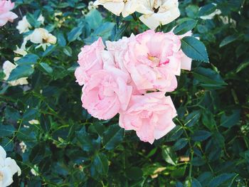 Close-up of pink flowers