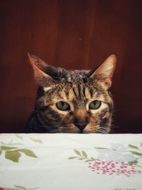 Close-up portrait of cat