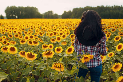 Scenic view of sunflower on field