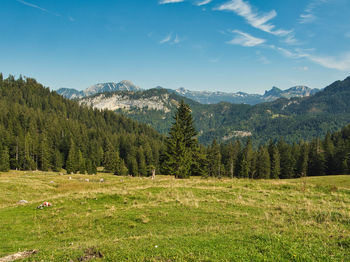 Scenic view of pine trees on field against sky