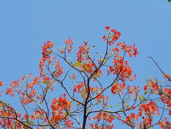 Low angle view of maple tree against clear blue sky