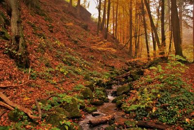 Trees in forest