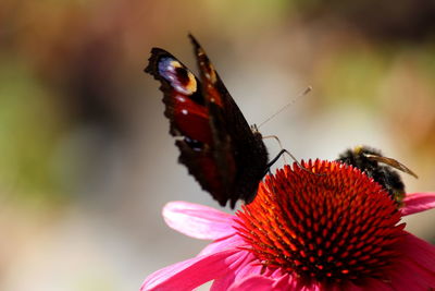 Close-up of butterfly pollinating on flower