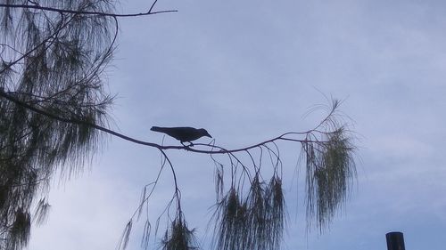 Low angle view of bird perching on tree against sky