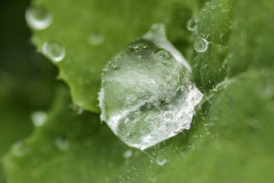 Close-up of raindrops on green leaves