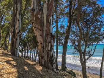 Trees growing on beach against sky