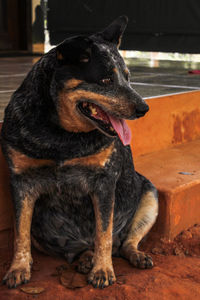 Close-up of a dog looking away