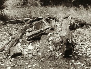 High angle view of damaged tree on field