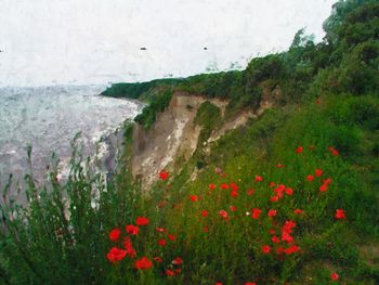 Scenic view of red poppy flowers on land