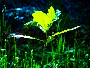 Close-up of leaf on grass