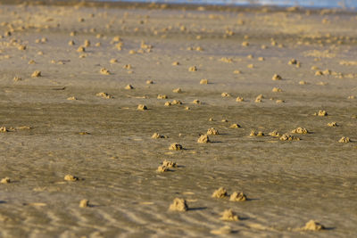 Flock of birds on beach