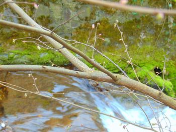 View of tree trunks