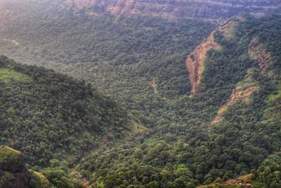 High angle view of trees in forest